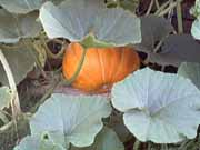 Krbis1-ein-Klick-und-ich-werde-gro.