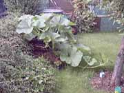 Krbisplanze-ein-Klick-und-ich-werde-gro.