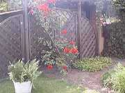 Rose1-ein-Klick-und-ich-werde-gro.