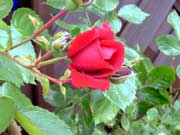 rose2-ein-Klick-und-ich-werde-gro.