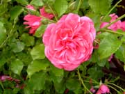 rose3-ein-Klick-und-ich-werde-gro.