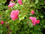 rose4-ein-Klick-und-ich-werde-gro.