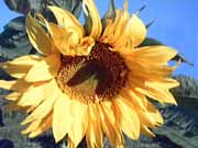 Sonnenblume-ein-Klick-und-ich-werde-gro.