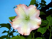 Engelstrompete2-ein-Klick-und-ich-werde-gro.