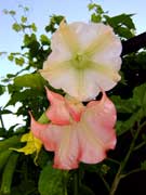 Engelstrompete-ein-Klick-und-ich-werde-gro.