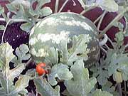 Wassermelone-ein-Klick-und-ich-werde-gro.