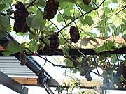 Wein-ein-Klick-und-ich-werde-gro.